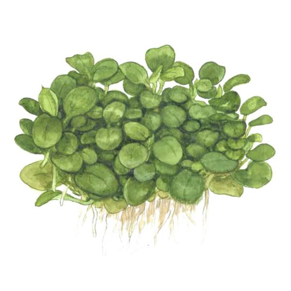 Anubias barteri 'Mini Coin'